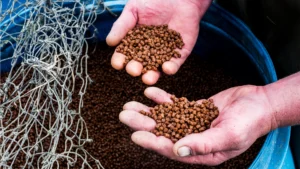 Yem Verimliliği ile Sürdürülebilir Üretim Arasındaki Bağ