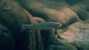 Alabalık Yavru Yemlerinde Yüksek Sindirilebilirlik Neden Önemlidir