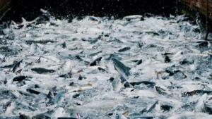 Alabalık ve Somon İçin Özel Yem Formülasyonları Neden Önemlidir