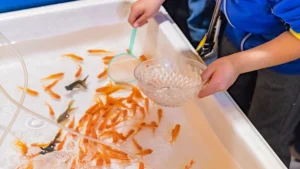 Balık Yetiştiriciliğinde Büyümeyi Etkileyen Temel Faktörler Nelerdir