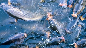 Sürdürülebilir Su Ürünleri Yetiştiriciliğinin Yükselen Önemi